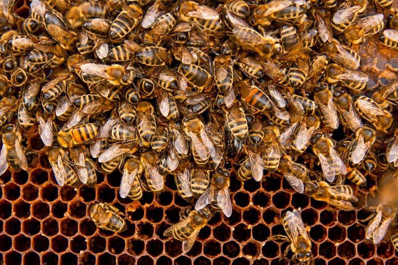 Busy bees, close up view of the working bees on honeycomb. Bees close up showing some animals and honeycomb structure royalty free stock images Busy bees, close up view of the working bees on honeycomb. Bees close up showing some animals and honeycomb structure royalty free stock images