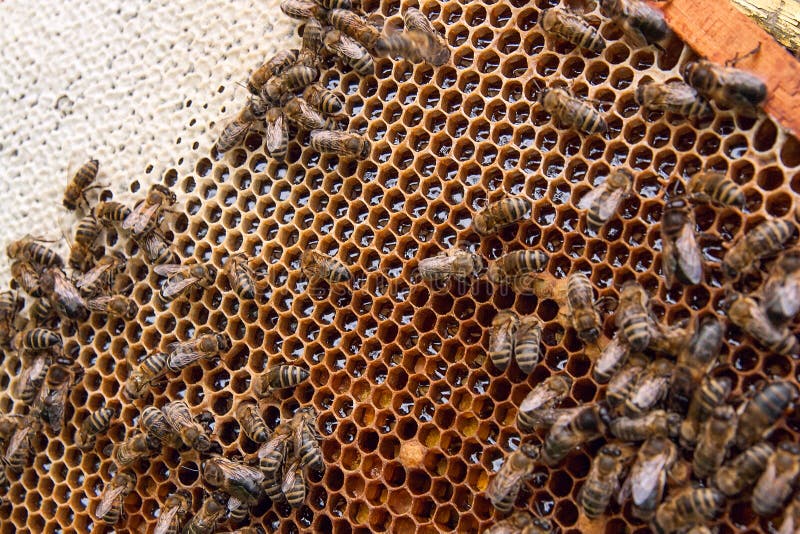 Busy bees, close up view of the working bees on honeycomb. Bees close up showing some animals and honeycomb structure stock photos Busy bees, close up view of the working bees on honeycomb. Bees close up showing some animals and honeycomb structure stock photos