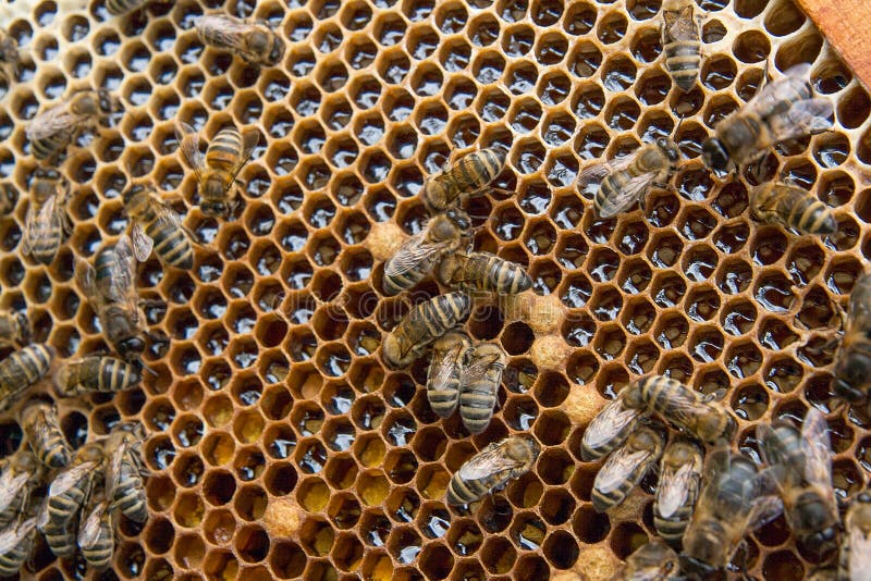 Busy bees, close up view of the working bees on honeycomb. Bees close up showing some animals and honeycomb structure stock image Busy bees, close up view of the working bees on honeycomb. Bees close up showing some animals and honeycomb structure stock image