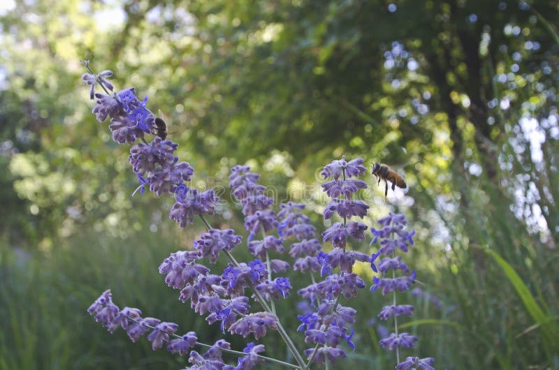 The busy bees fly around on the purple flowers. A view of the purple lavender flower in the park with the busy bees flying and working on the flowers under the royalty free stock photography The busy bees fly around on the purple flowers. A view of the purple lavender flower in the park with the busy bees flying and working on the flowers under the royalty free stock photography