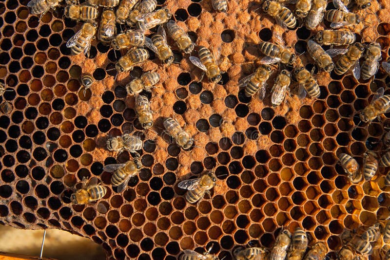 Busy bees inside hive with sealed cells for their young. Busy bees inside hive with open and sealed cells for their young. Birth of o a young bees. Close up stock image Busy bees inside hive with sealed cells for their young. Busy bees inside hive with open and sealed cells for their young. Birth of o a young bees. Close up stock image