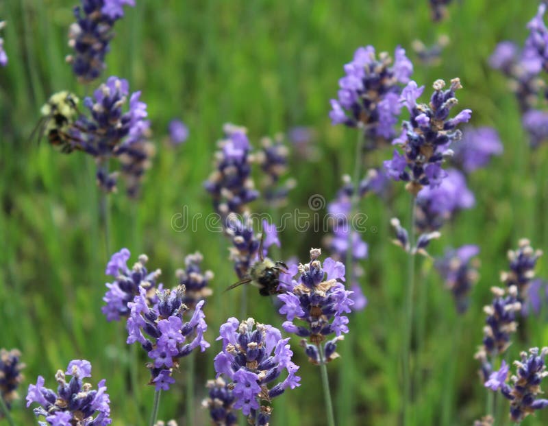 Busy Bees in spring flowers collecting nectar. «Beautiful summer colors and busy bees collecting nectar royalty free stock photos Busy Bees in spring flowers collecting nectar. «Beautiful summer colors and busy bees collecting nectar royalty free stock photos