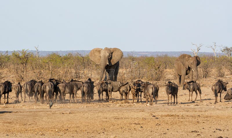 Busy Watering Hole Stock Image Image Of Hartebeest Busy Watering Hole Stock Image Image Of Hartebeest