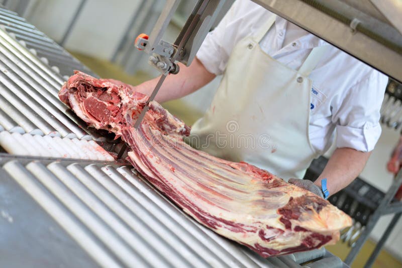 Butcher works in a slaughterhouse and saws ribs of beef for sale royalty free stock photography Butcher works in a slaughterhouse and saws ribs of beef for sale royalty free stock photography