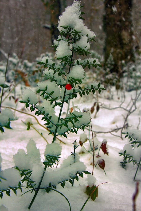 butchers broom ruscus butchers broom ruscus