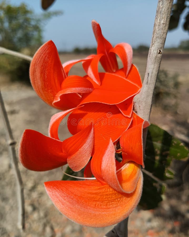 Butea Monosperma Flower Buds Group or Palash Flowers Stock Image
