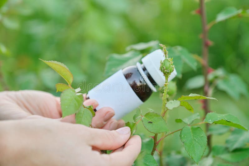 Butelka z chemicznym flitem w ogrodniczki ręce w górę, tło atakująca korówka insektów roślina wzrastał obraz stock Butelka z chemicznym flitem w ogrodniczki ręce w górę, tło atakująca korówka insektów roślina wzrastał obraz stock