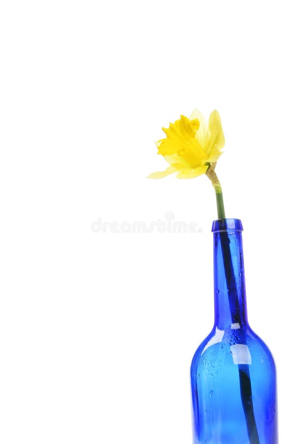 butelki daffodil zdjęcie stock butelki daffodil zdjęcie stock