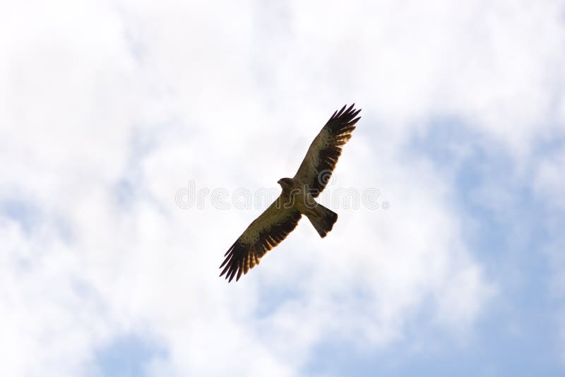 Buteo Buteo, geläufiger Bussard stockfotos Buteo Buteo, geläufiger Bussard stockfotos