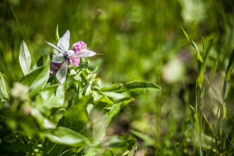 Buterfly på växt av släktet Trifolium royaltyfria foton Buterfly på växt av släktet Trifolium royaltyfria foton