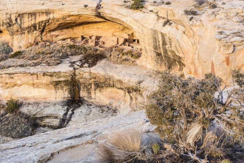 Butler Wash Ruins and Juniper Tree