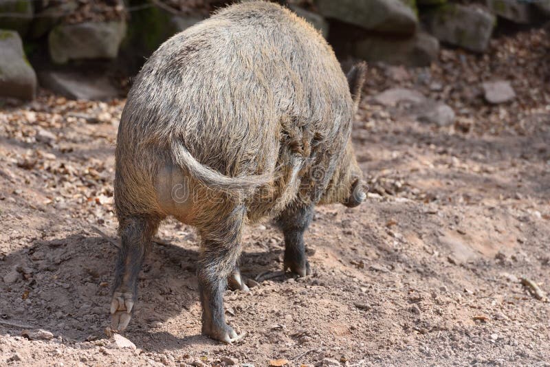 Butt, tail and legs of a large wild boar closeup