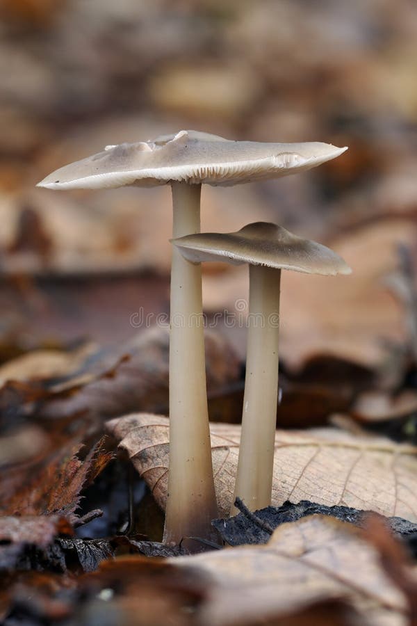 Butter Cap Fungi stock photo. Image of mushroom, vertical 22226826
