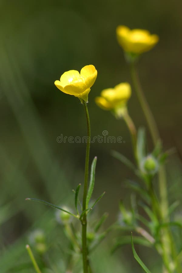 Butter Cup Flowers