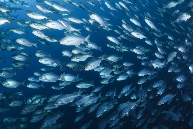 Butter Fish Bait Ball in Sea of Japan Stock Photo Image of september