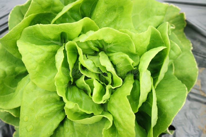 Butter Head Lettuce Growth in Field Plant. Stock Image Image of farm
