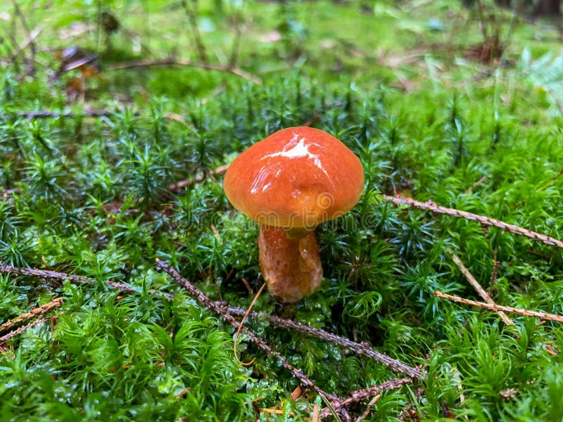 Butter Mushroom on Moss in the Forest Stock Photo Image of forest