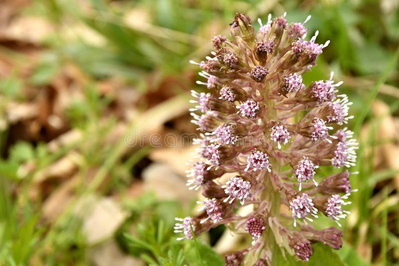 264 Butterbur Herb Stock Photos Free & RoyaltyFree Stock Photos from