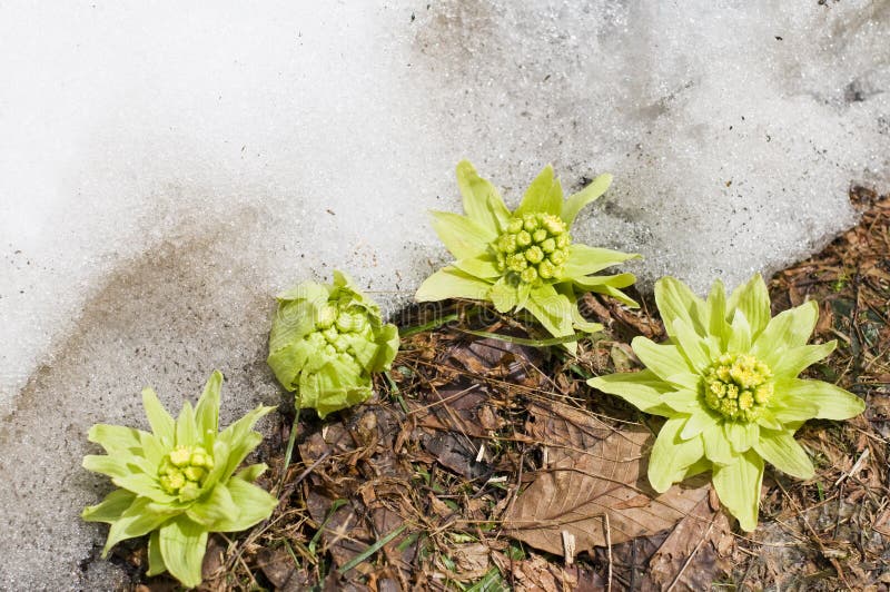 Butterbur sprout