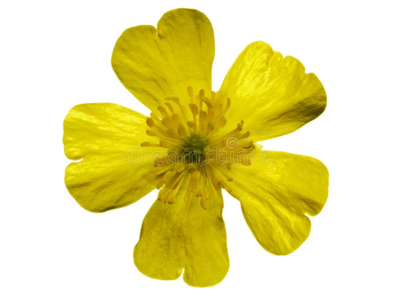 Buttercup stock image Buttercup stock image