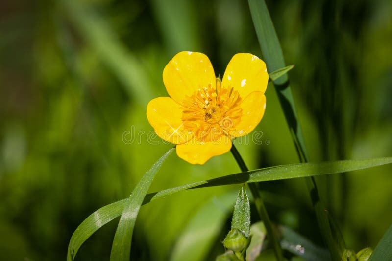 Buttercup stock photos Buttercup stock photos