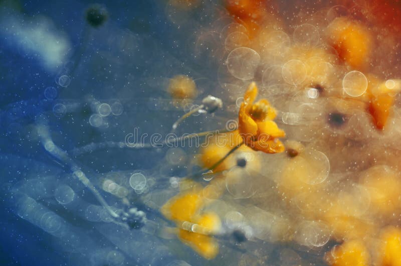 Buttercup in blue rain royalty free stock photography Buttercup in blue rain royalty free stock photography