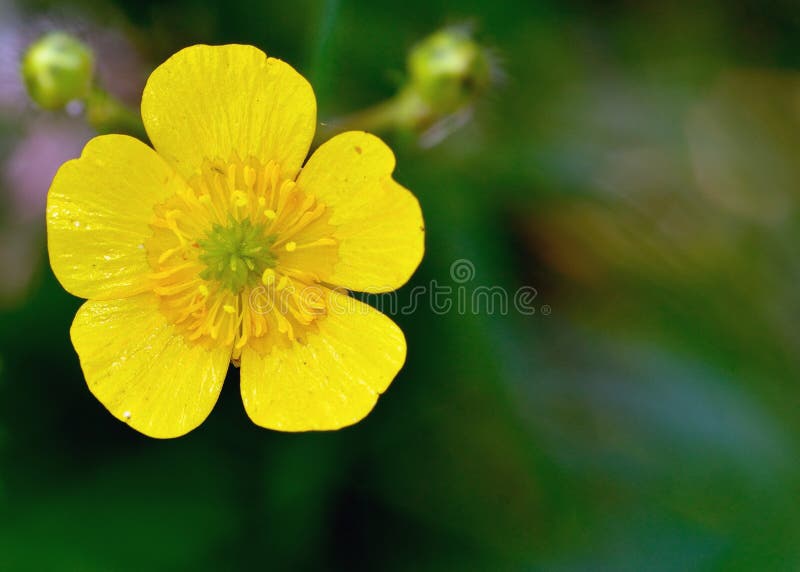 Yellow buttercup stock image. Image of leaves, closeup 785673