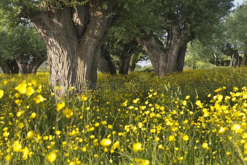 Buttercup meadow