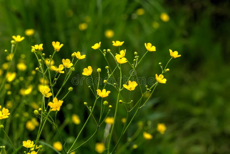 Buttercup. Wild flower. stock image. Image of defocused 90847101