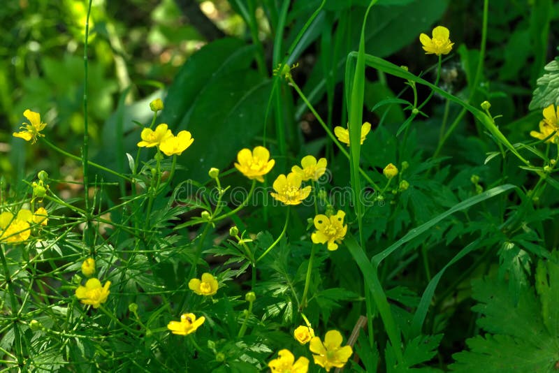 Buttercup. Wild flower. stock photo. Image of blossom 90847186