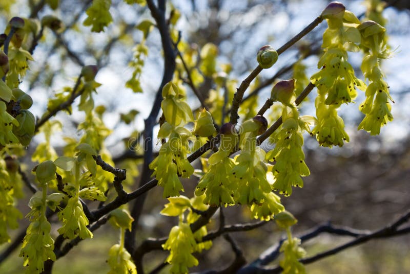 buttercup witch hazel