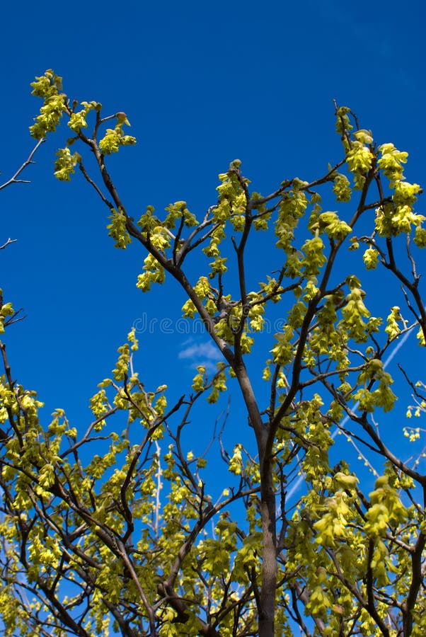 buttercup witch hazel