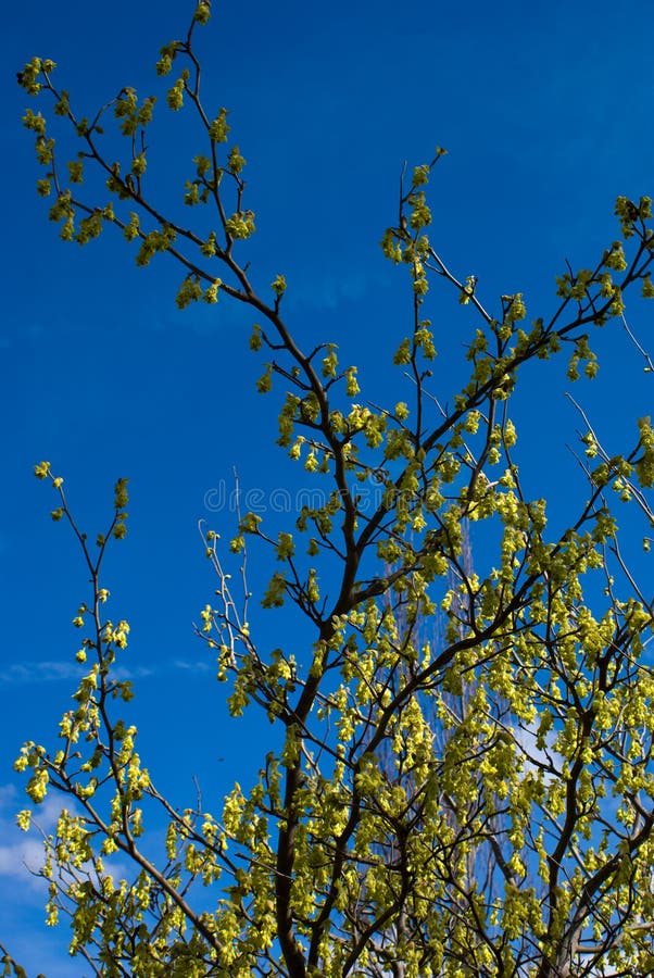 buttercup witch hazel