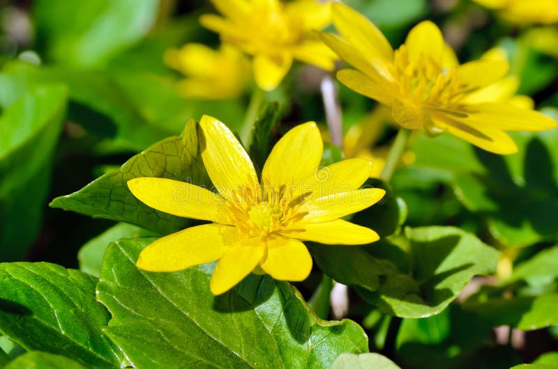 Buttercup Yellow Flower Blooming In The Spring In The Woods Stock Image