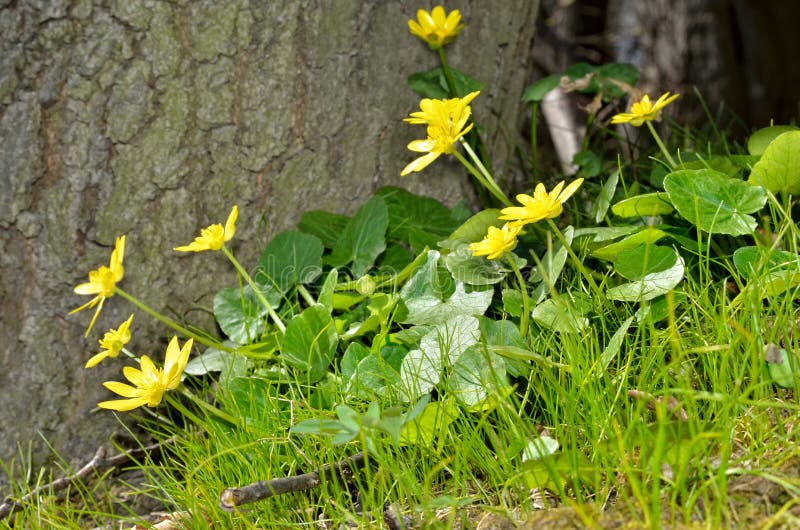 Buttercup Yellow Flower Blooming in the Spring in the Woods Stock Image