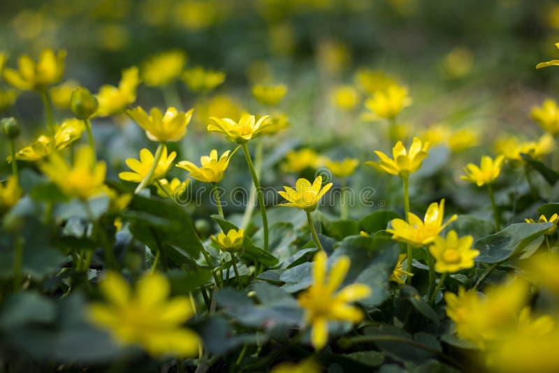buttercup flower yellow buttercup flower yellow