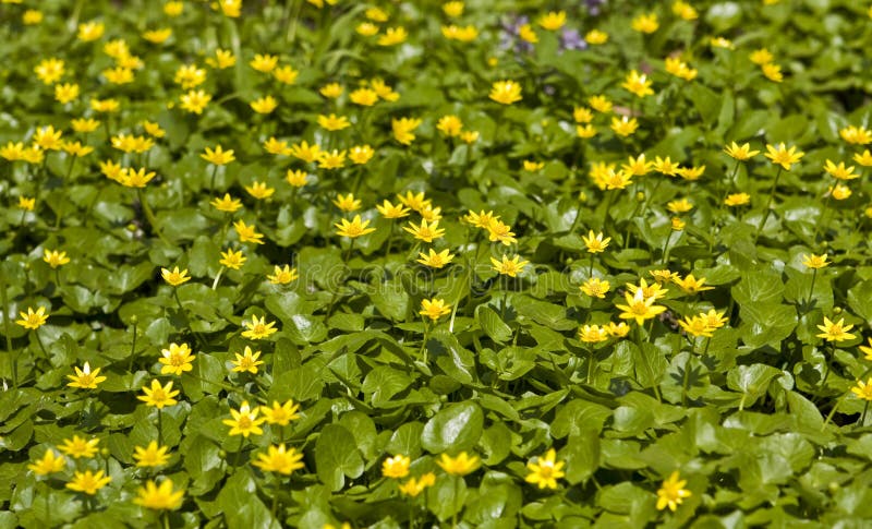 buttercups royaltyfri fotografi buttercups royaltyfri fotografi