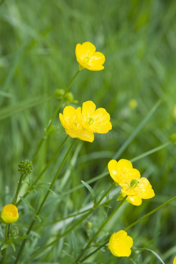 Buttercups stock image. Image of flowers, weeds, buttercups 873327