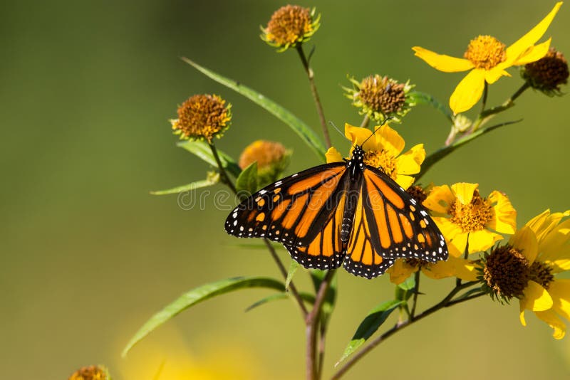 Butterfli es, passend zusammen lizenzfreies stockbild Butterfli es, passend zusammen lizenzfreies stockbild