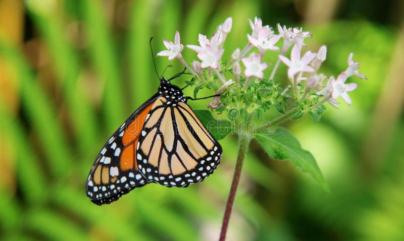 Butterfli es som parar fotografering för bildbyråer Butterfli es som parar fotografering för bildbyråer