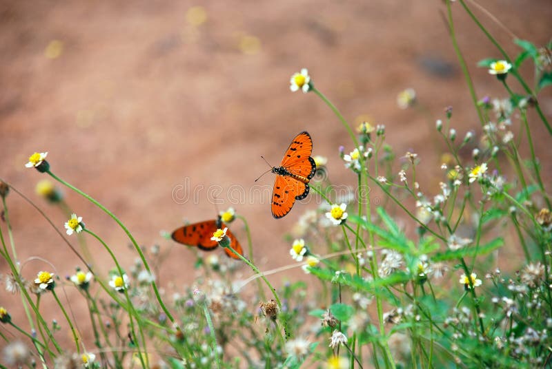 Butterflies stock photo. Image of artistic, nature, moth 3227754