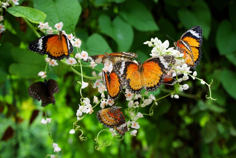 Many Butterflies Flock Together Stock Image Image of ground, tropical