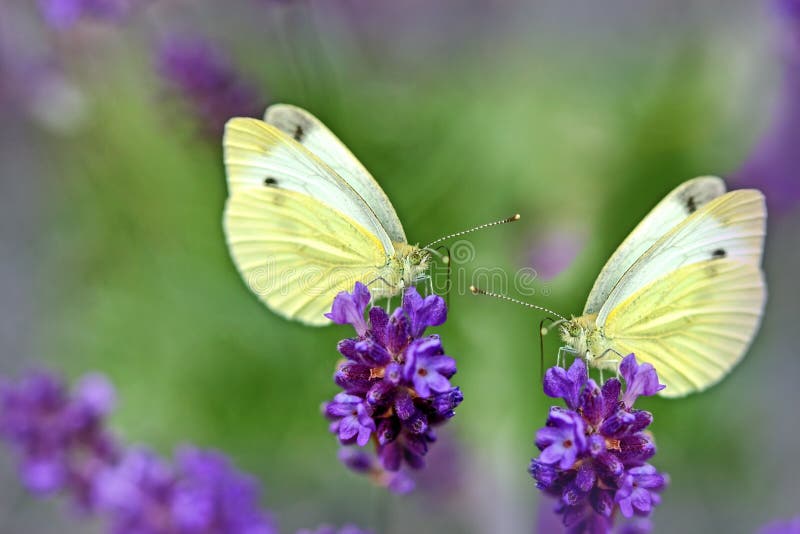 White Butterflies Beautiful