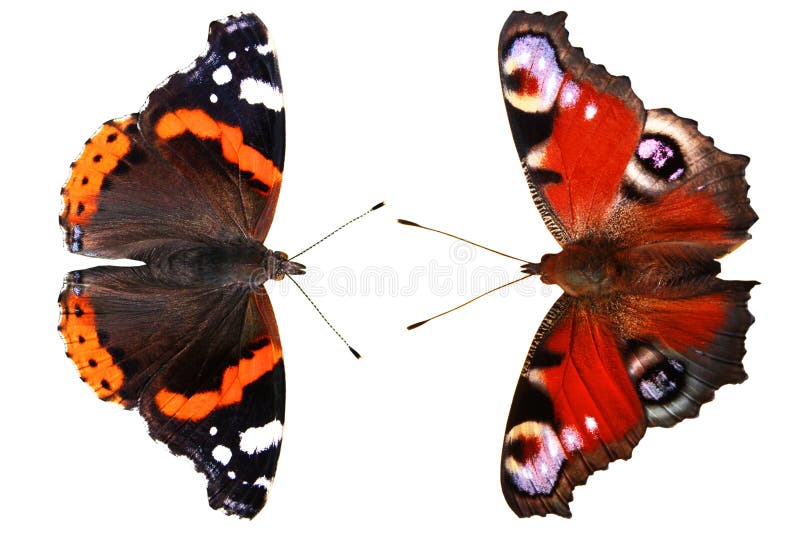 Red Admiral Butterfly stock image. Image of background - 16358001