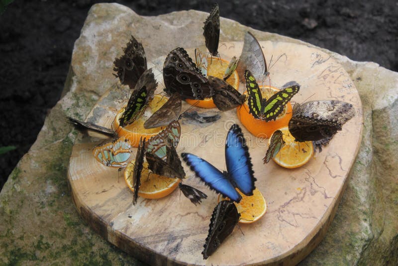 Butterflies in the butterflies\  garden in Grevenmacher, Luxembourg