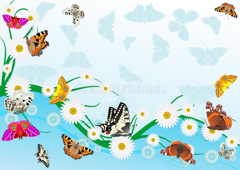 Butterflies and daisies