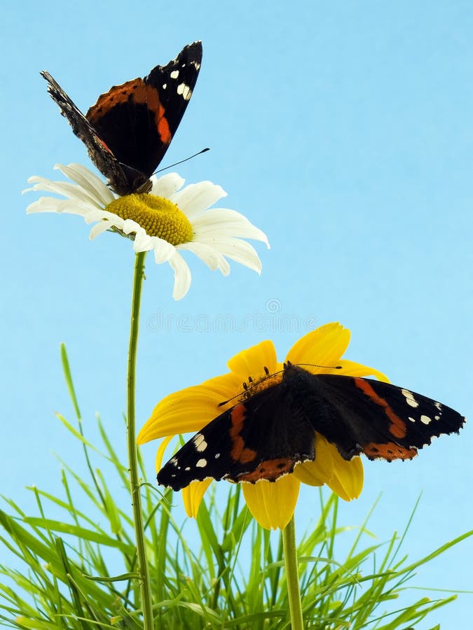 Butterflies on daisies