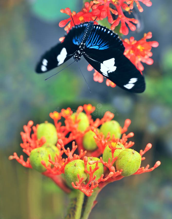 Butterflies on Exotic Tropical Flower Stock Photo Image of close