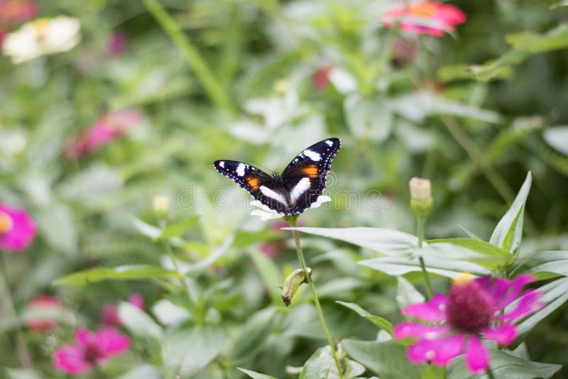 Butterflies in the flower garden