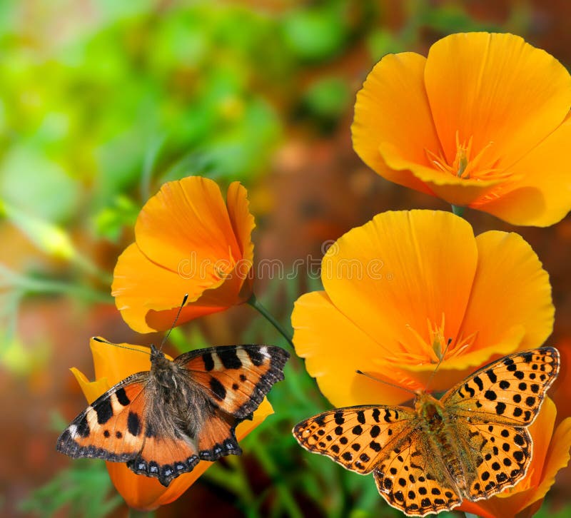 Butterflies on flowers